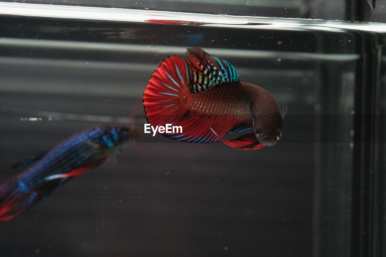 CLOSE-UP OF FISH SWIMMING IN GLASS