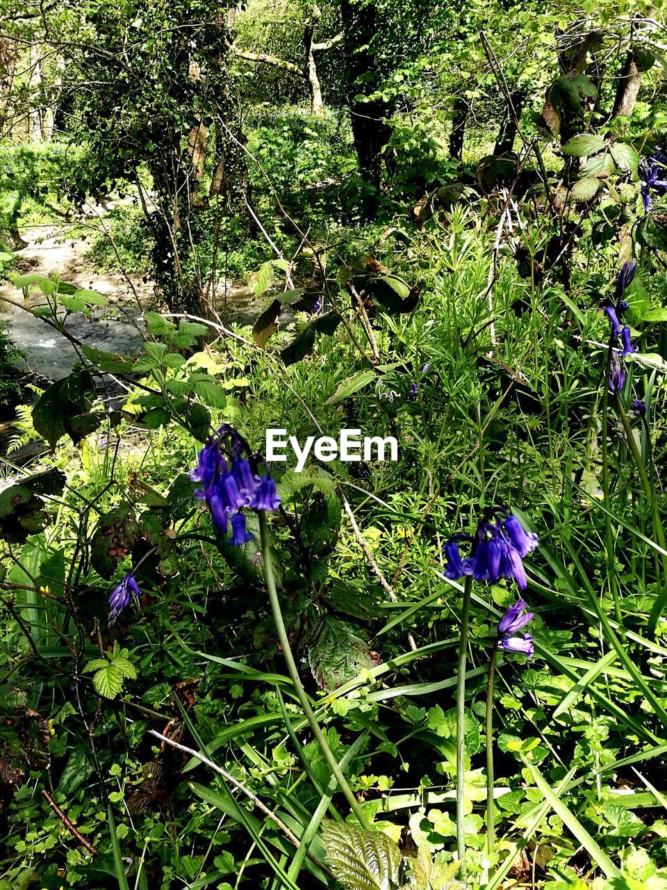 PURPLE FLOWERS ON FIELD