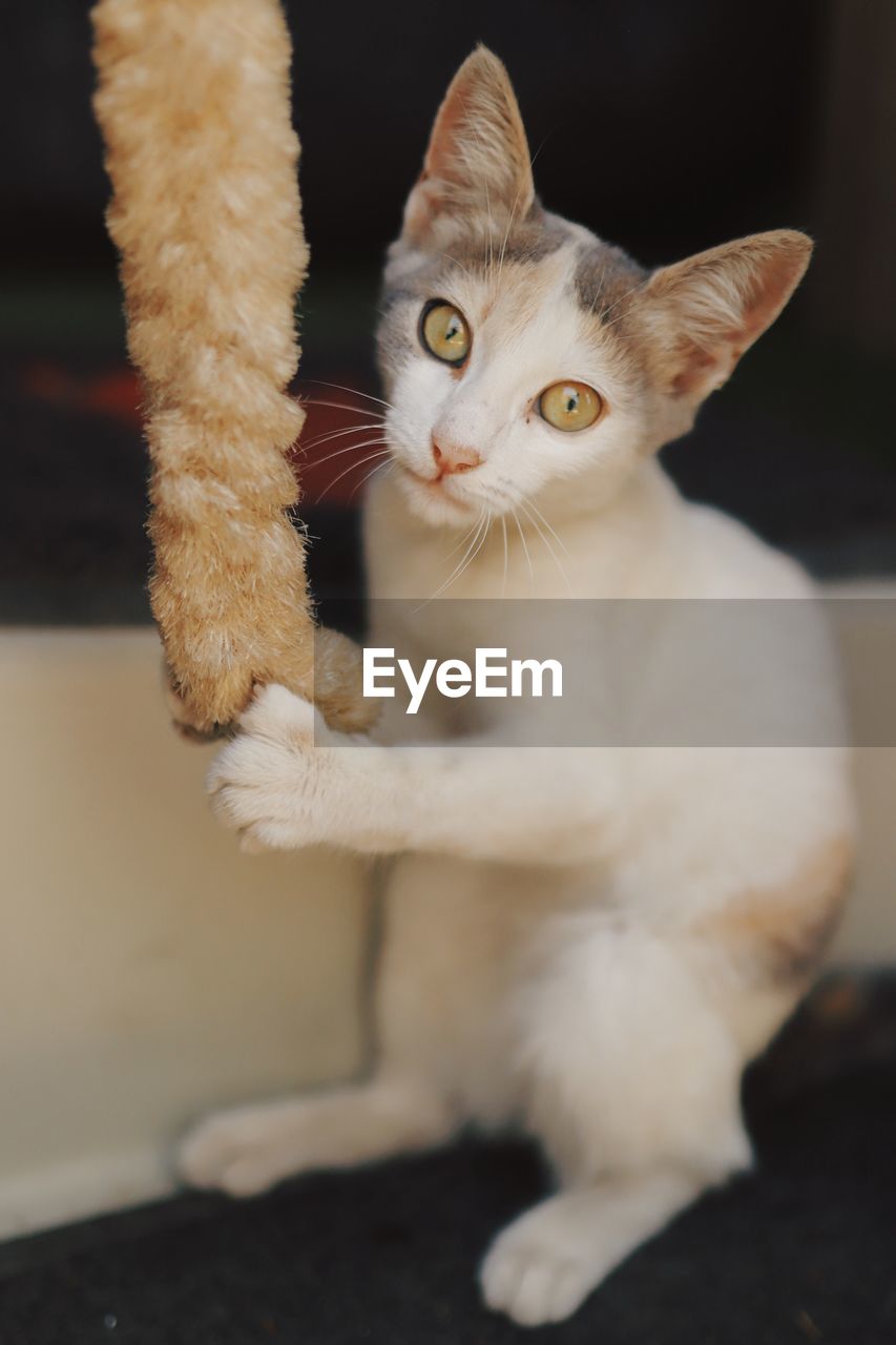 Close-up portrait of white cat