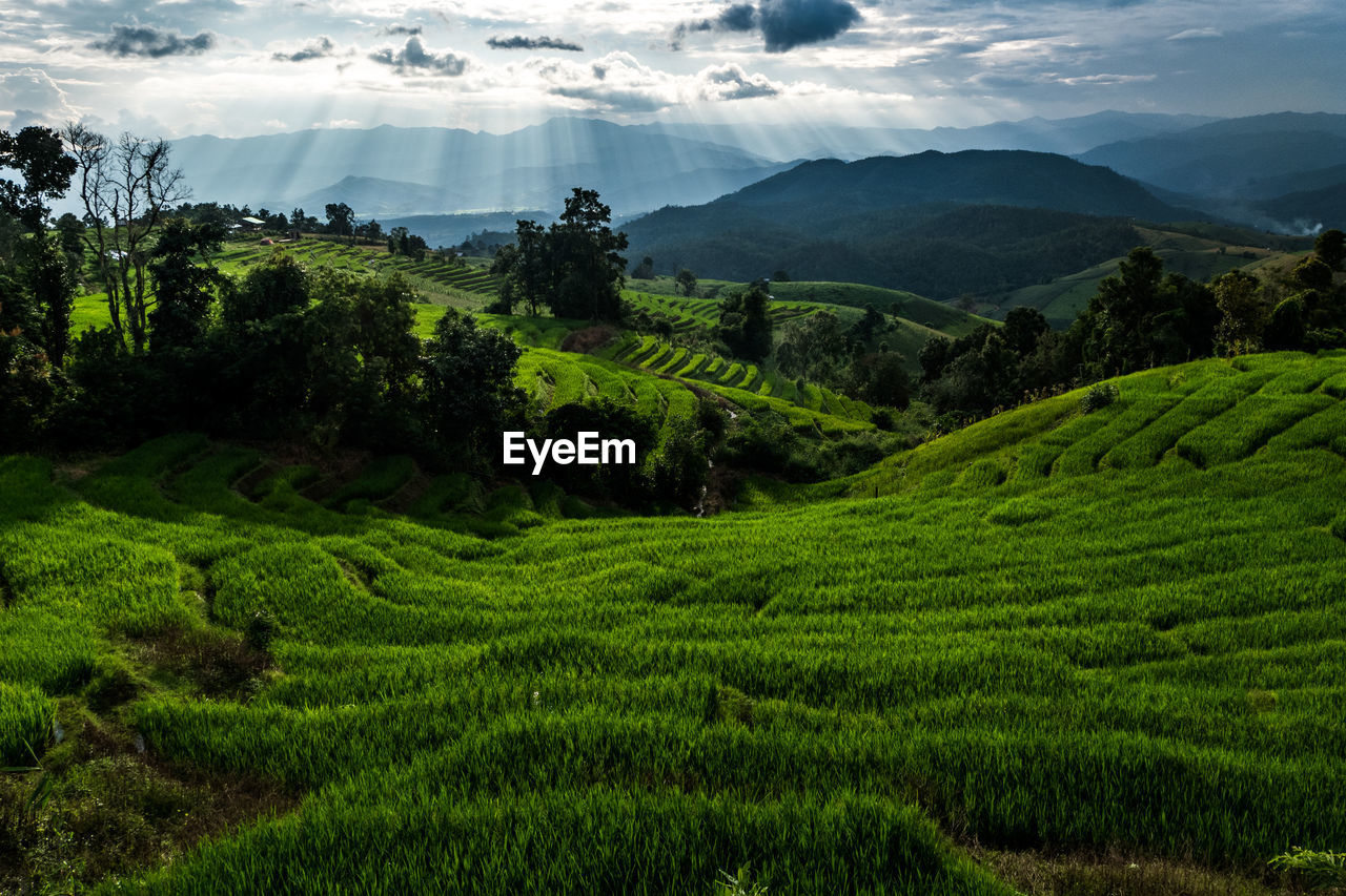 SCENIC VIEW OF GREEN LANDSCAPE AGAINST SKY