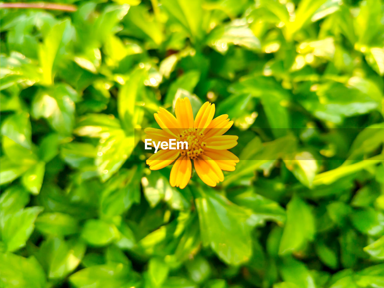 flower, plant, flowering plant, freshness, beauty in nature, green, yellow, nature, plant part, leaf, growth, flower head, close-up, petal, summer, fragility, inflorescence, no people, macro photography, sunlight, grass, outdoors, vibrant color, meadow, botany, day, wildflower, field, multi colored, medicine, backgrounds, springtime, food, environment, outdoor pursuit, land, lawn