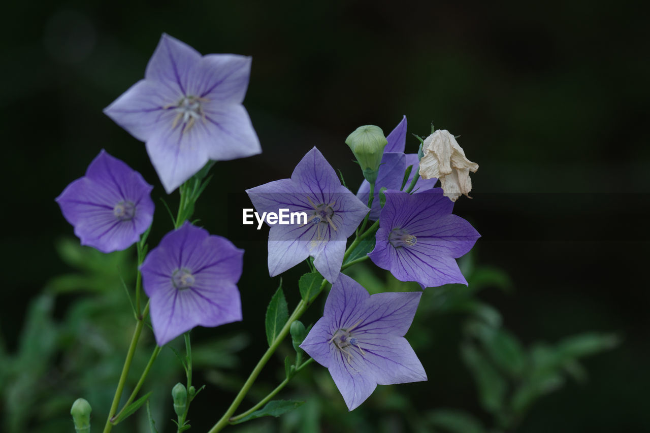 flower, flowering plant, plant, freshness, beauty in nature, purple, petal, close-up, flower head, inflorescence, fragility, nature, growth, macro photography, no people, botany, focus on foreground, wildflower, plant part, leaf, outdoors, blossom