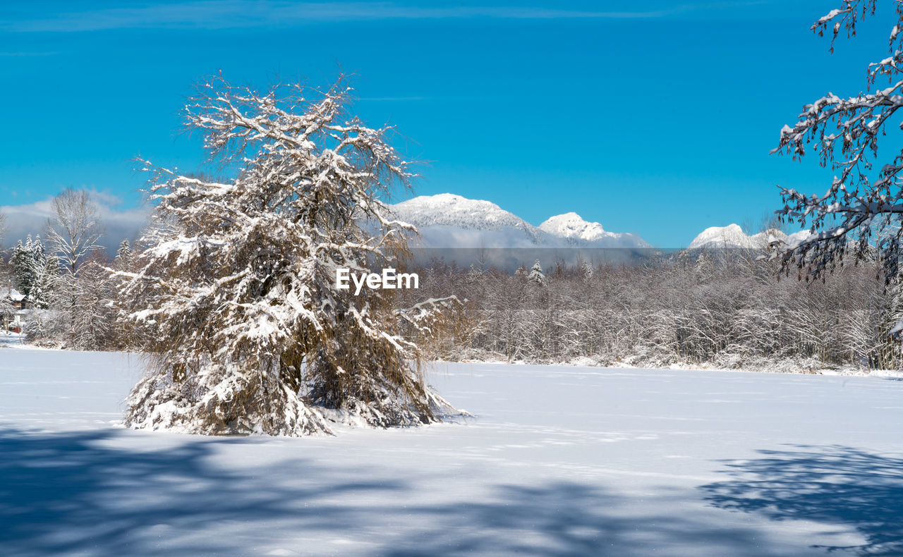 Close-up of tree against clear sky during winter