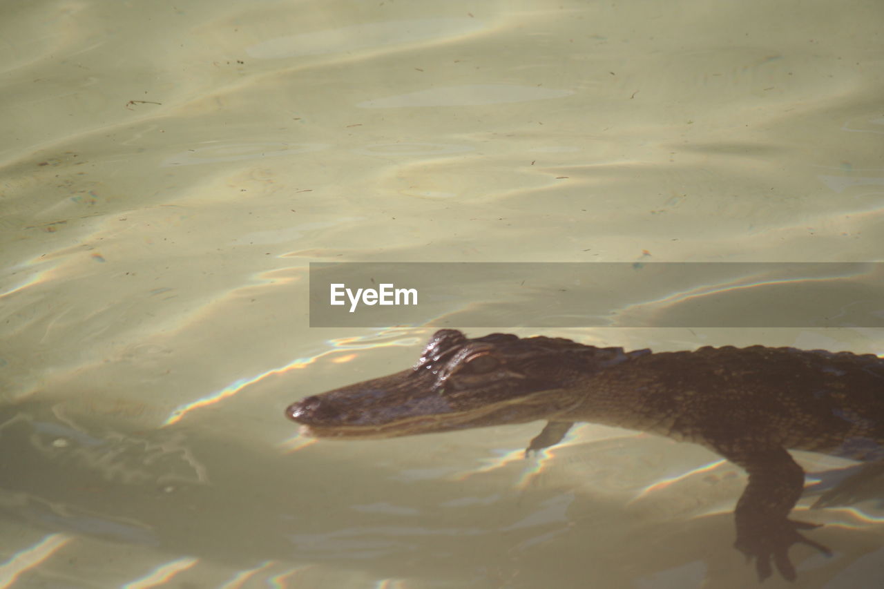 TURTLE SWIMMING IN SEA