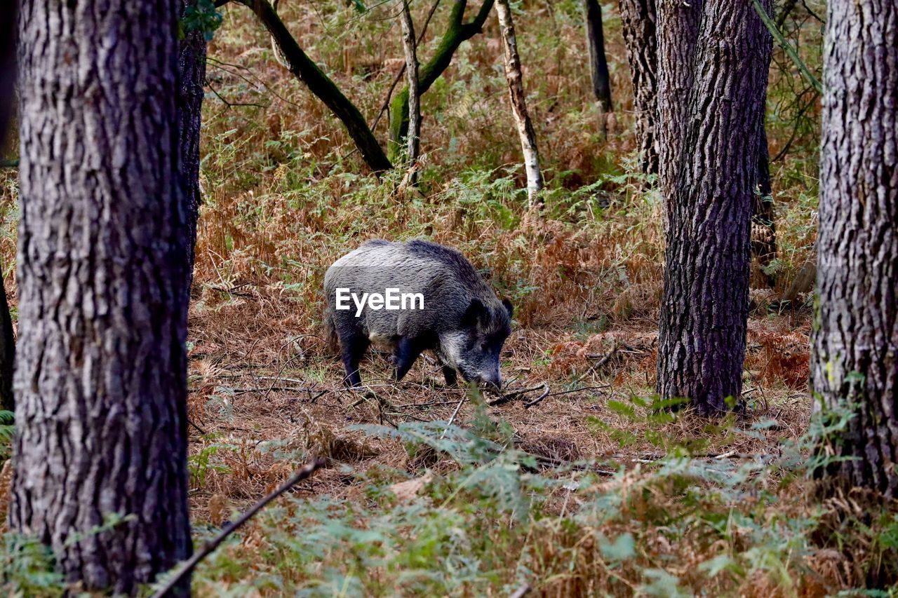 Wild boar in a forest