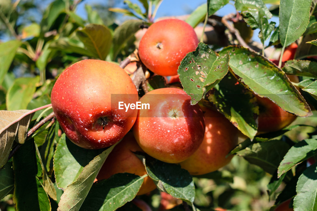 CLOSE-UP OF CHERRIES ON TREE