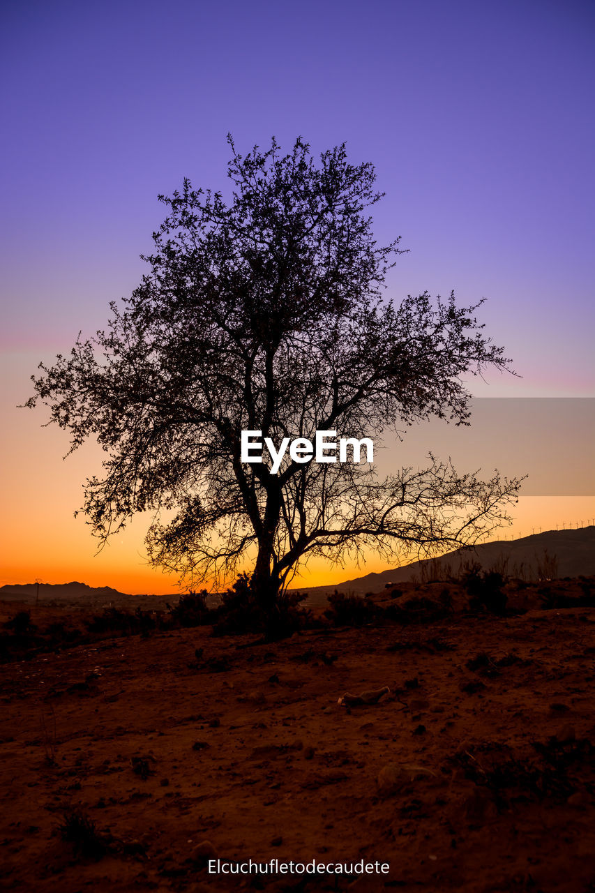 SILHOUETTE TREE ON FIELD AGAINST CLEAR SKY AT SUNSET