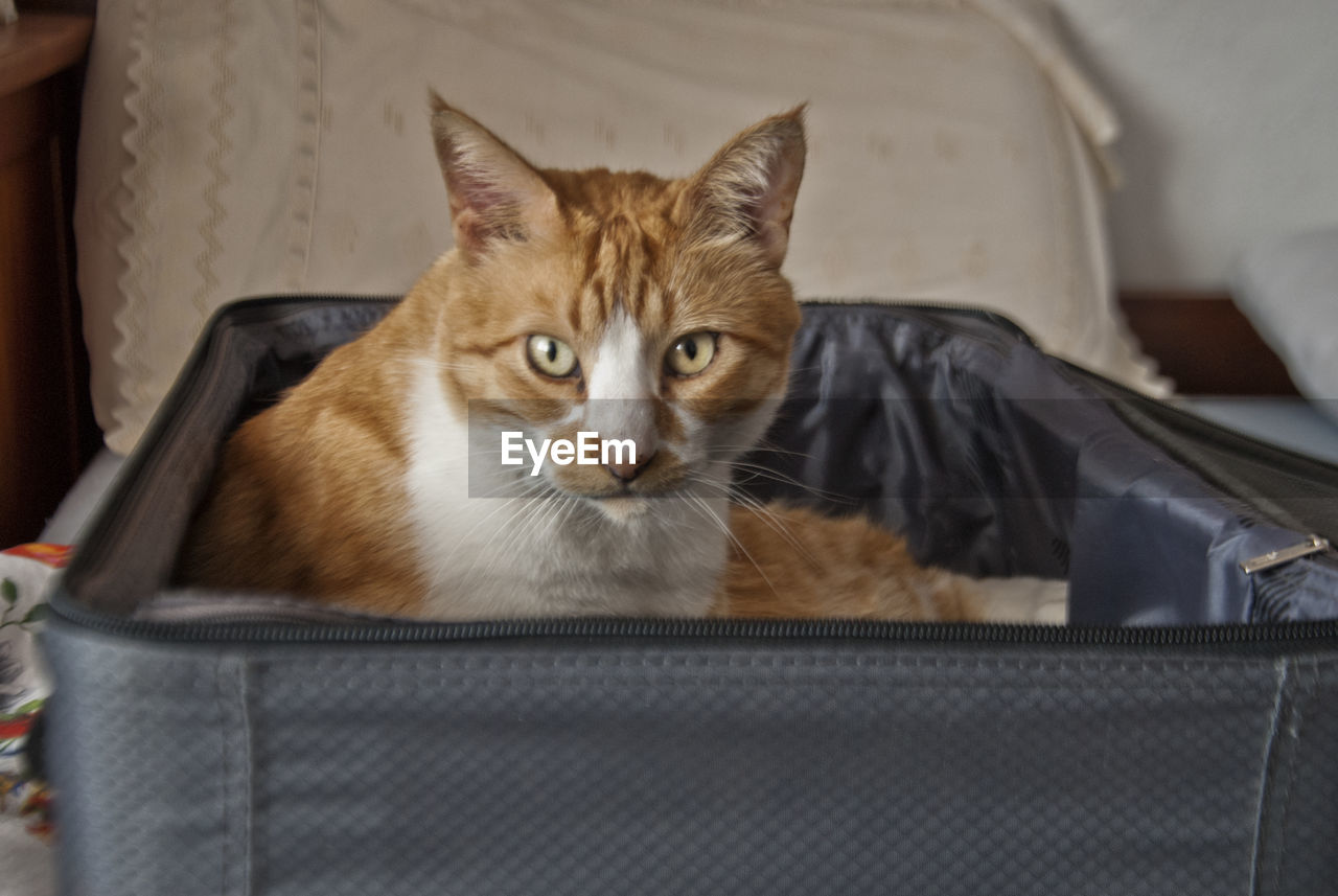 Close-up portrait of a cat