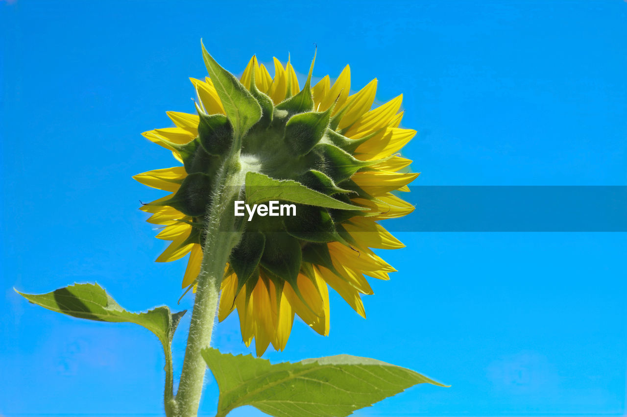 sunflower, flower, blue, flowering plant, plant, nature, yellow, freshness, beauty in nature, flower head, growth, inflorescence, fragility, no people, leaf, sky, petal, close-up, plant part, outdoors, clear sky, blue background, plant stem, low angle view, colored background, sunflower seed, green