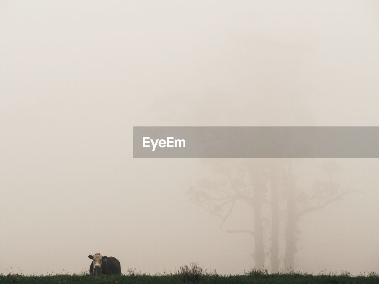 Cow grazing on field in foggy weather