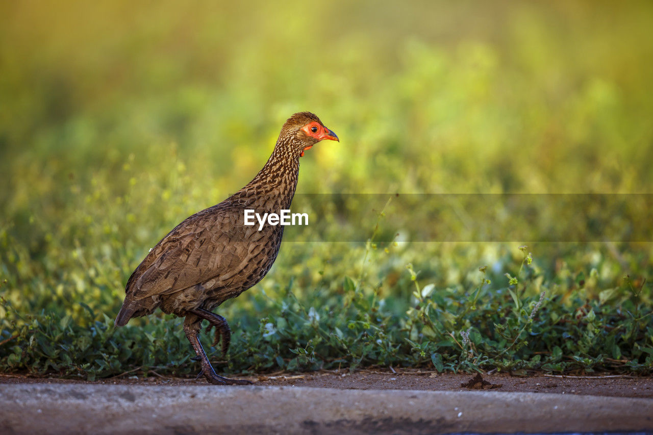 close-up of bird on field