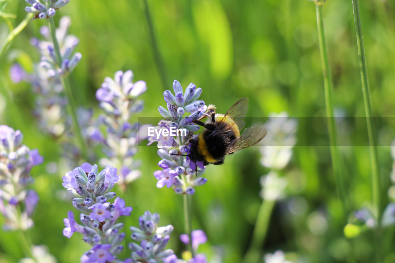 Close-up of bumble bee pollinating on purple flower