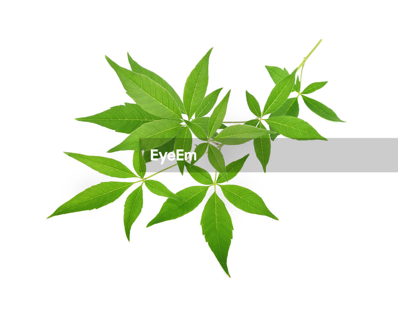 HIGH ANGLE VIEW OF LEAVES IN WHITE BACKGROUND