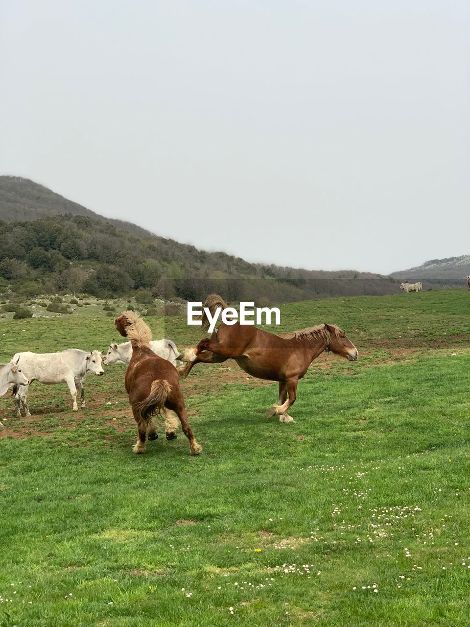 HERD OF A HORSE ON FIELD