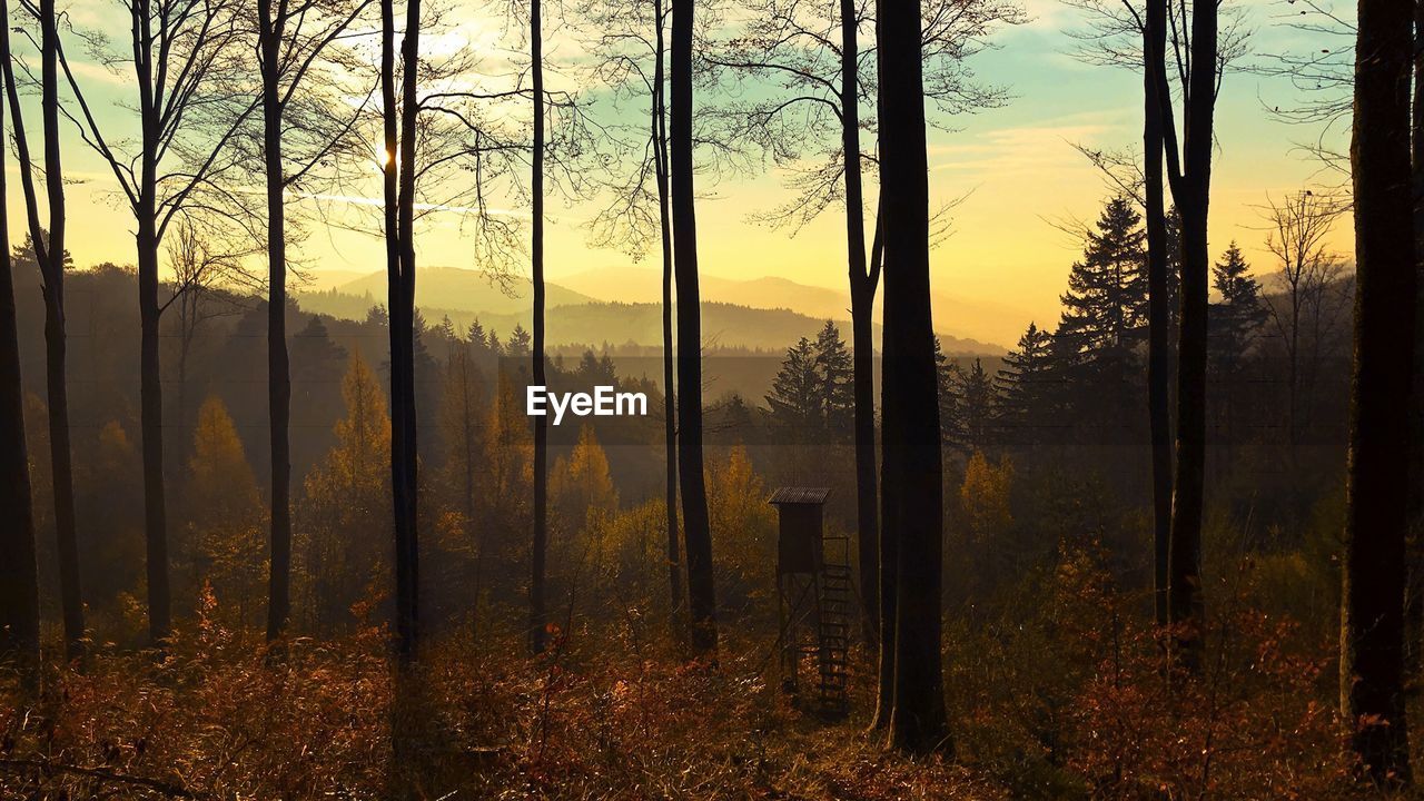 Scenic view of forest against sky during sunset