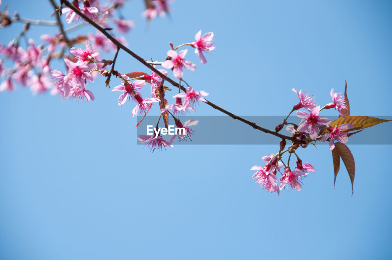 Close-up of pink cherry blossoms blooming against sky
