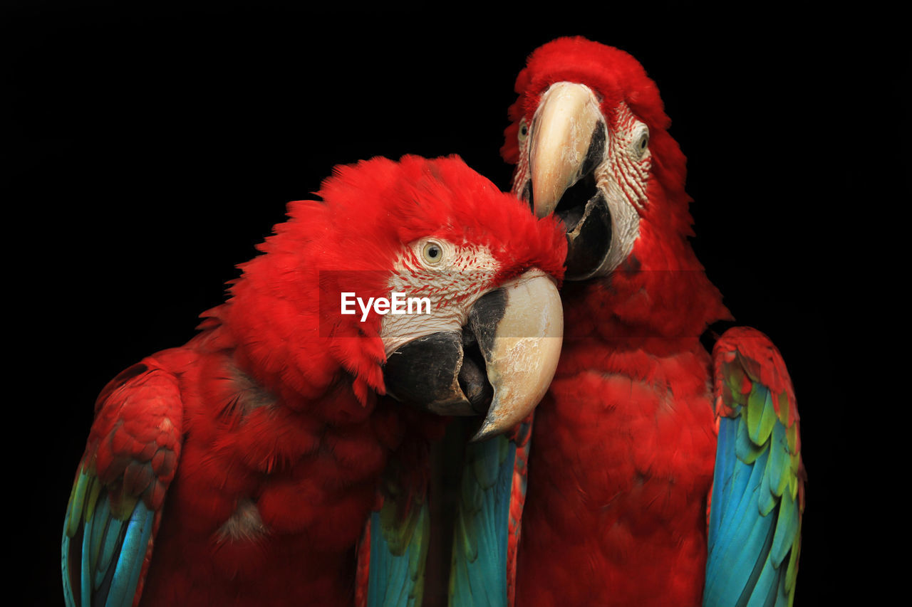 Close-up of red macaws against black background