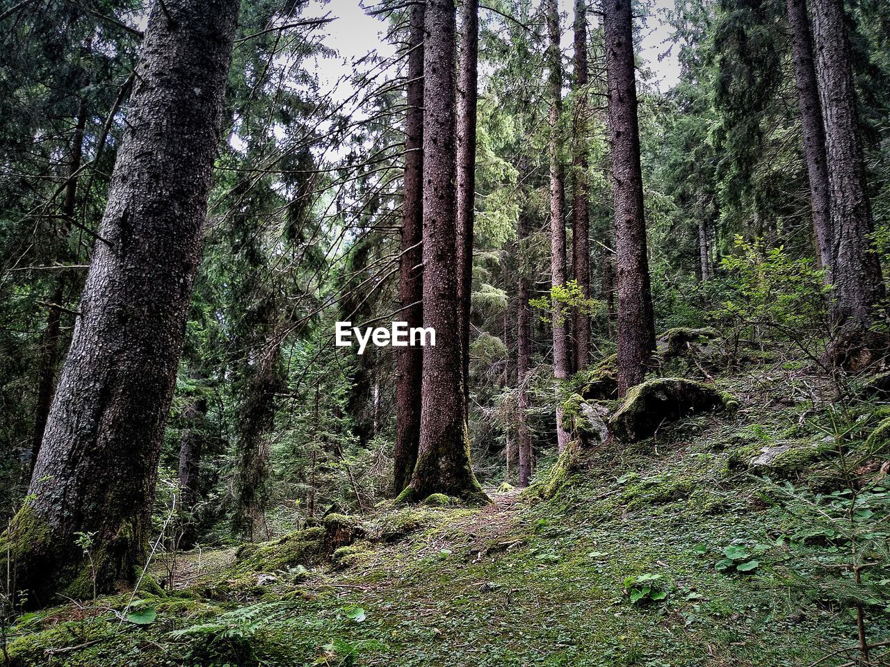 Trees growing in forest