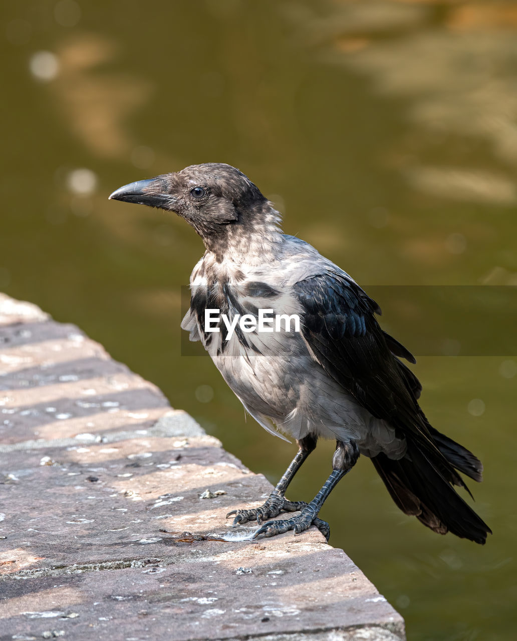 vertebrate, one animal, animal themes, animal, bird, animals in the wild, animal wildlife, focus on foreground, perching, close-up, day, no people, sunlight, nature, outdoors, beak, side view, black color, looking away, full length