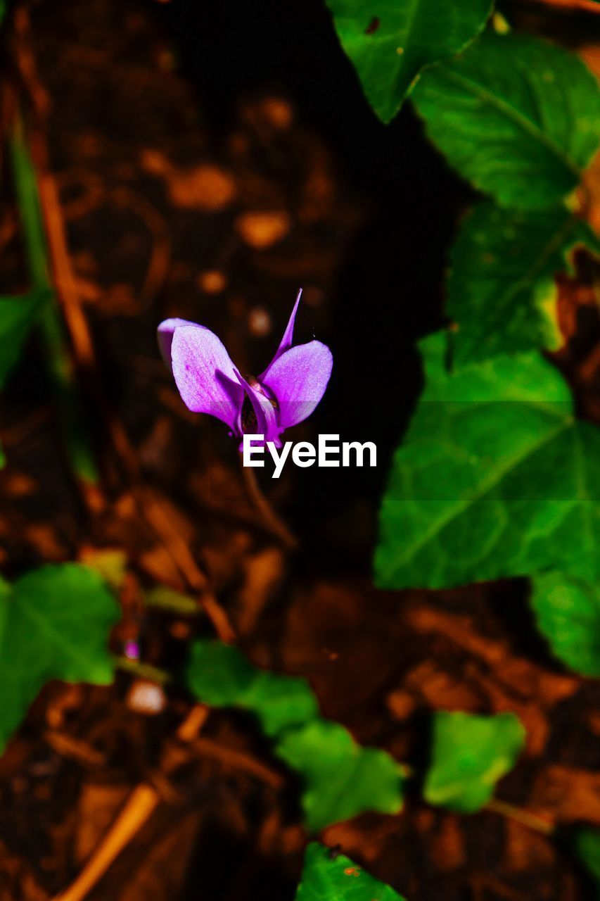 CLOSE-UP OF PURPLE FLOWER