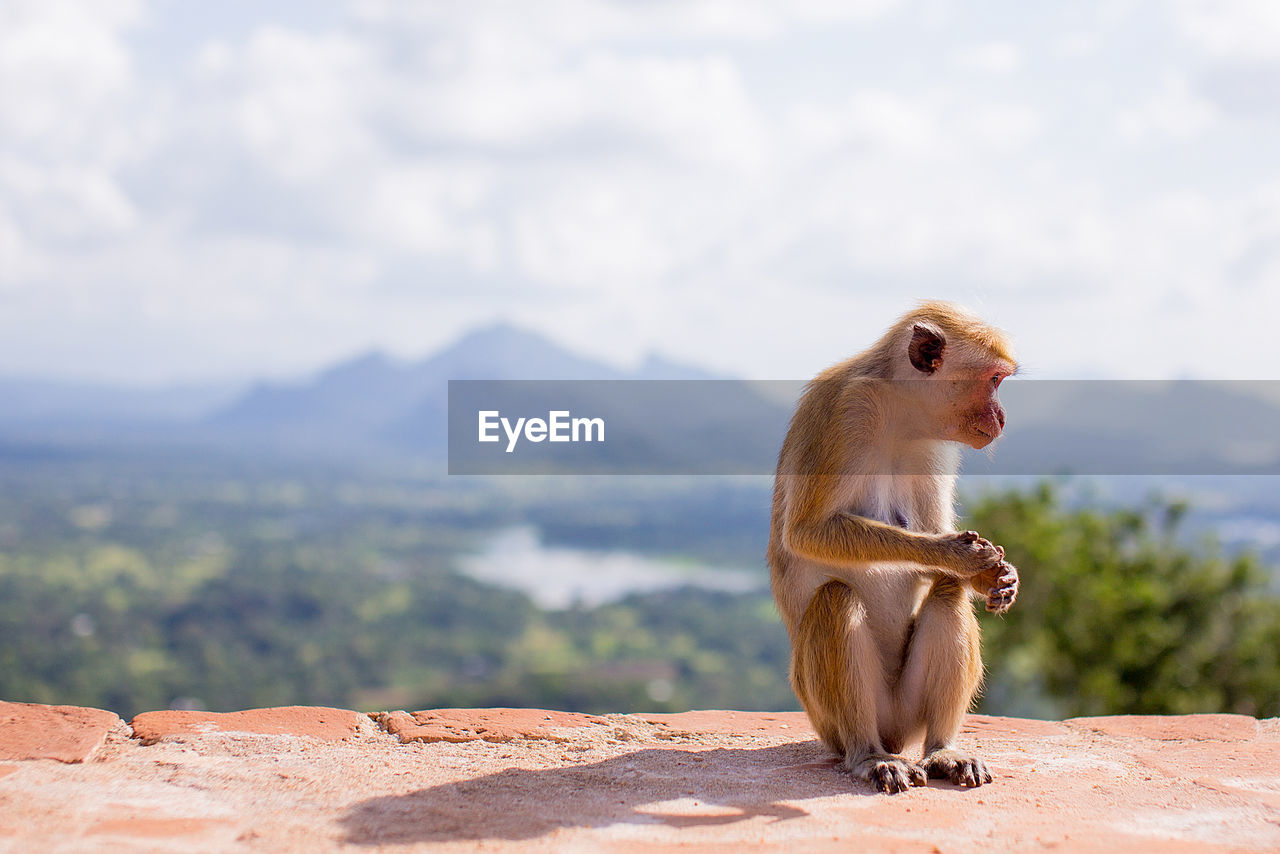 CLOSE-UP OF MONKEY SITTING AGAINST MOUNTAINS