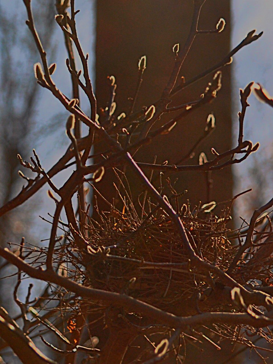 CLOSE UP OF PLANT