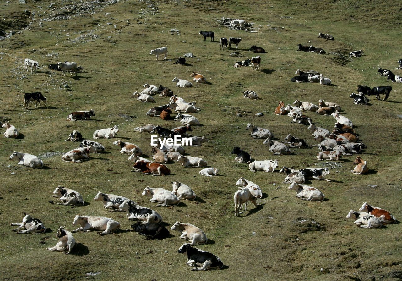 A herd of cows lying in the sun in a pasture, italian alps, pontechianale, piedmont, italy


