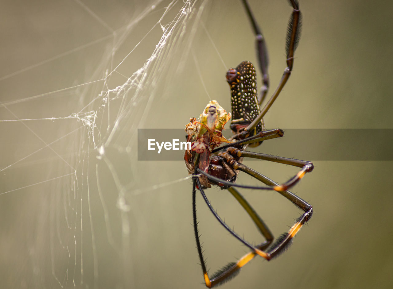 Spider preparing your food