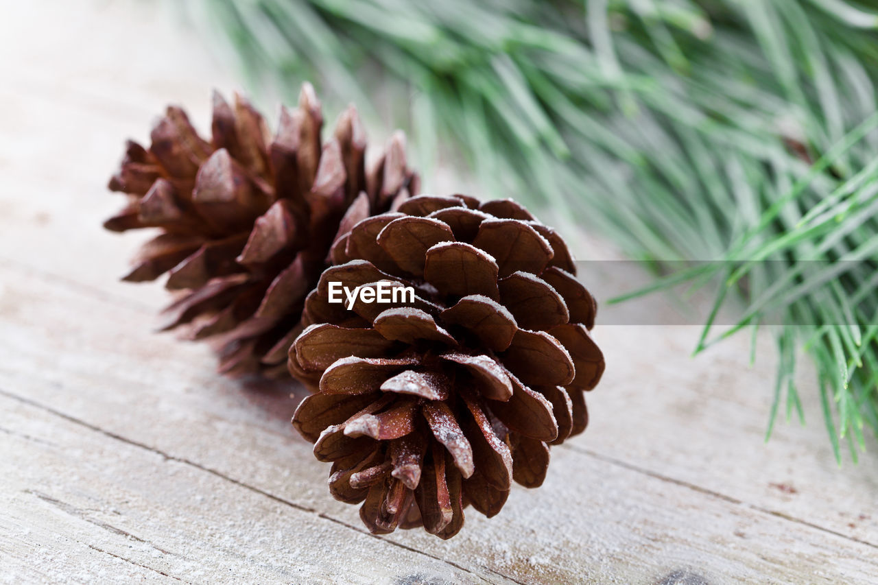 close-up of pine cone growing on table