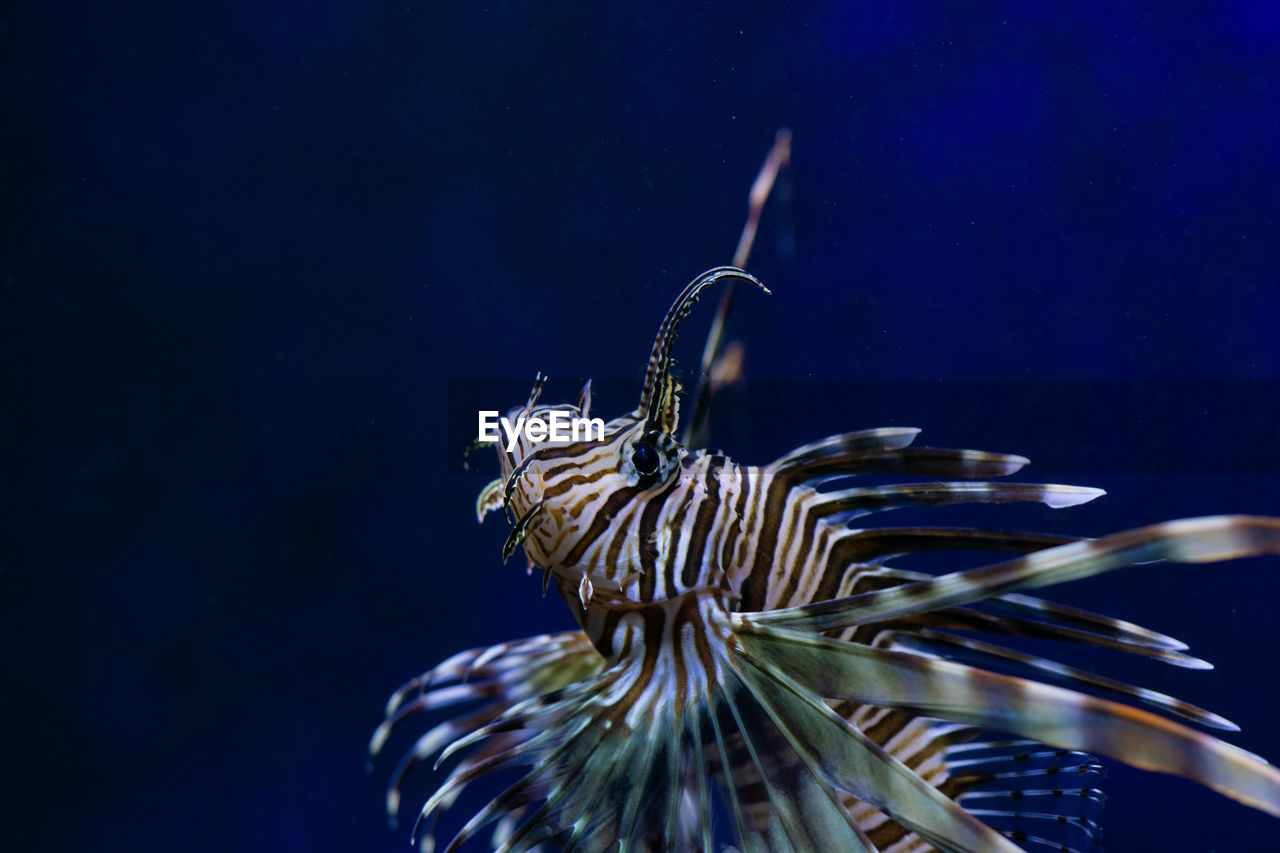 CLOSE-UP OF FISH UNDERWATER