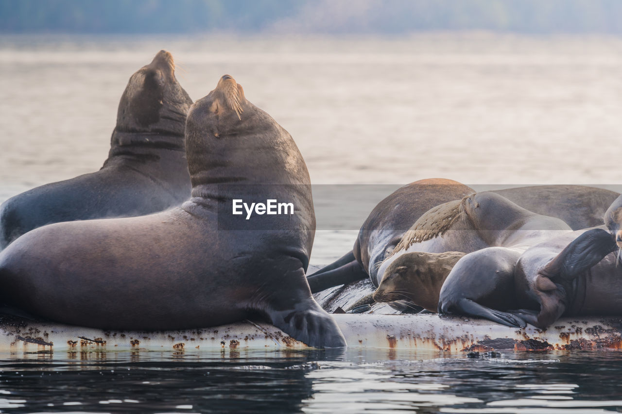 Close-up of sea lions in sea