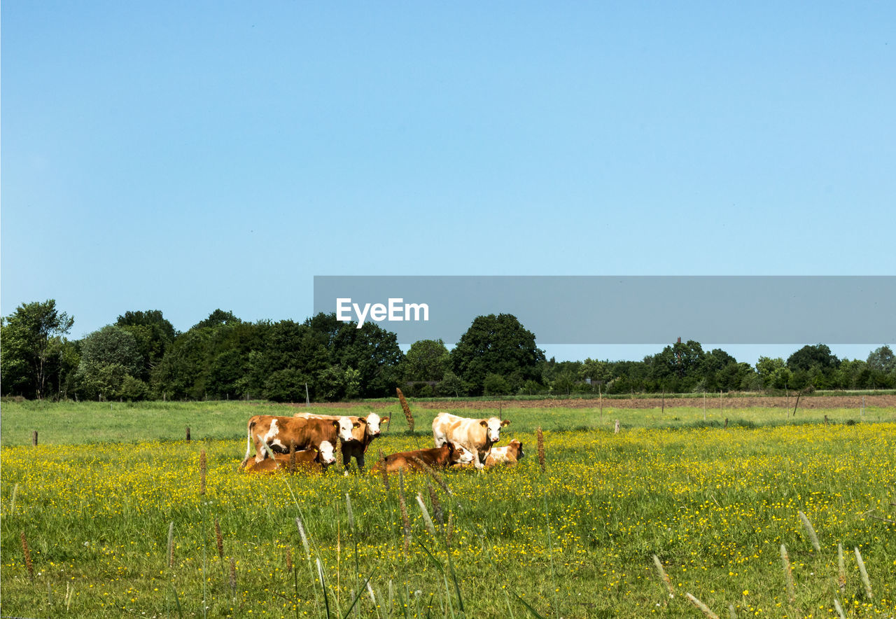 Cows relaxing on a green meadow