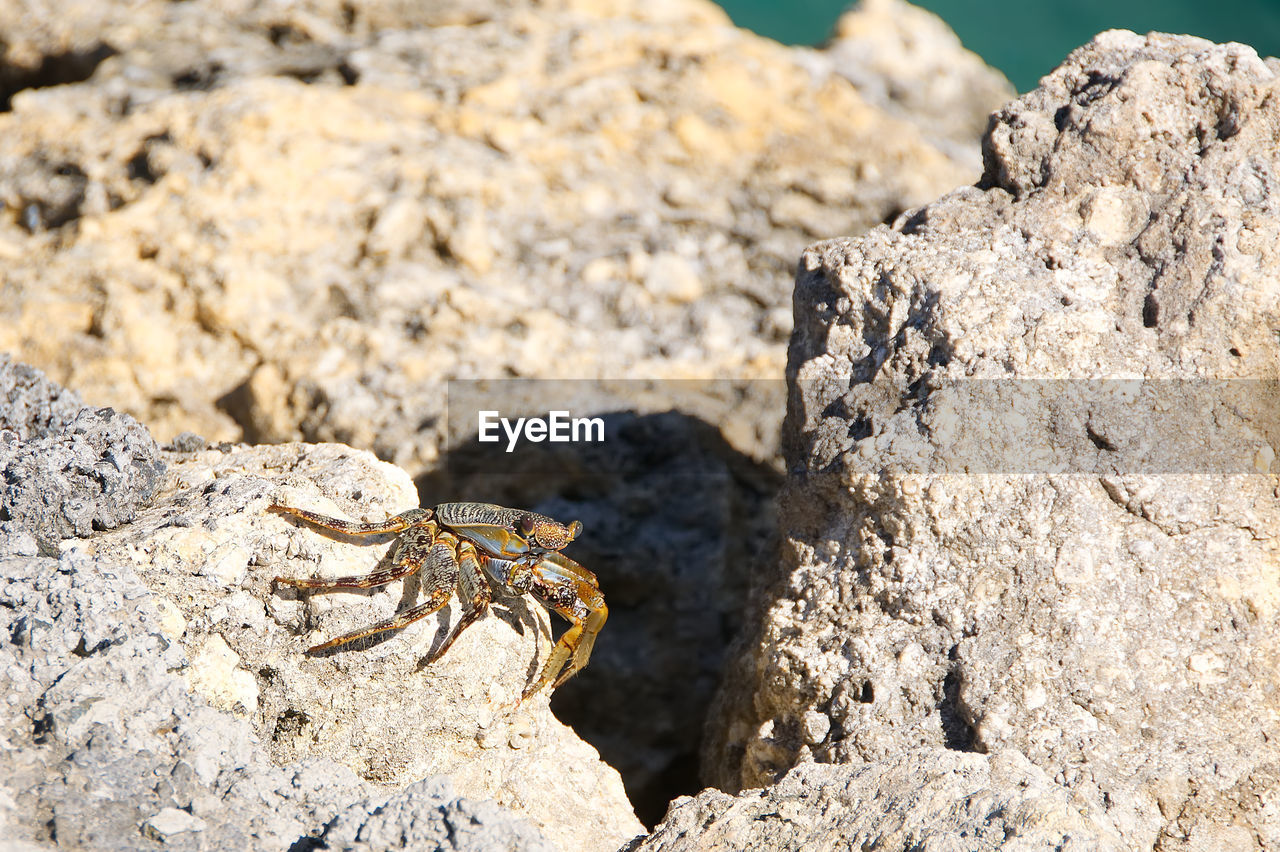 CLOSE-UP OF IGUANA ON ROCK