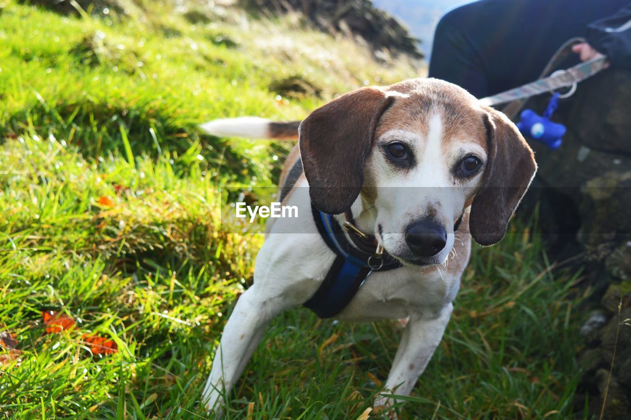 PORTRAIT OF DOG STANDING ON LAND