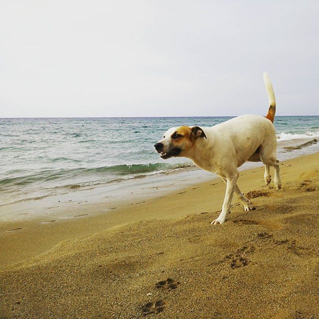 VIEW OF DOG ON BEACH