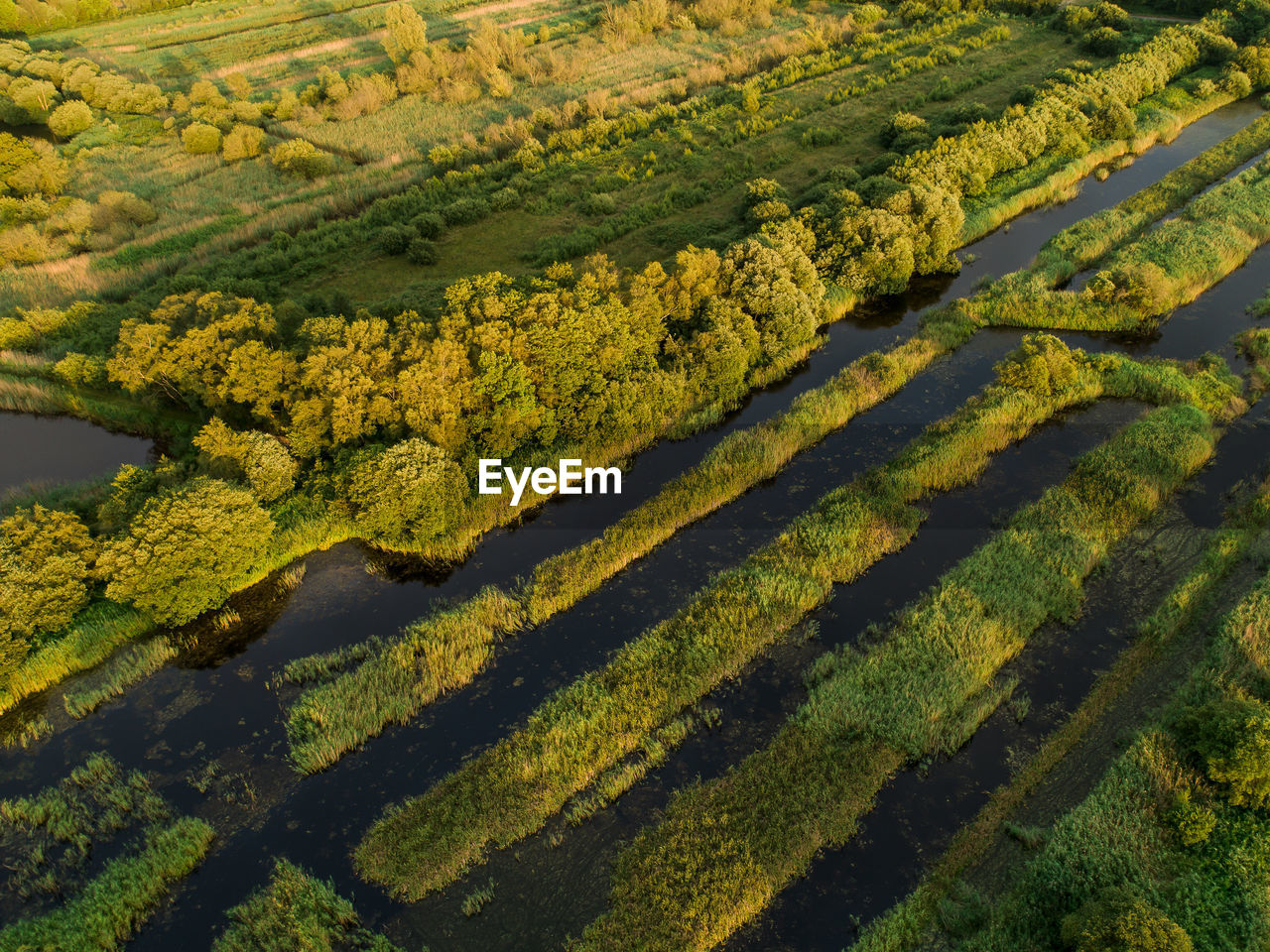 HIGH ANGLE VIEW OF RICE PADDY