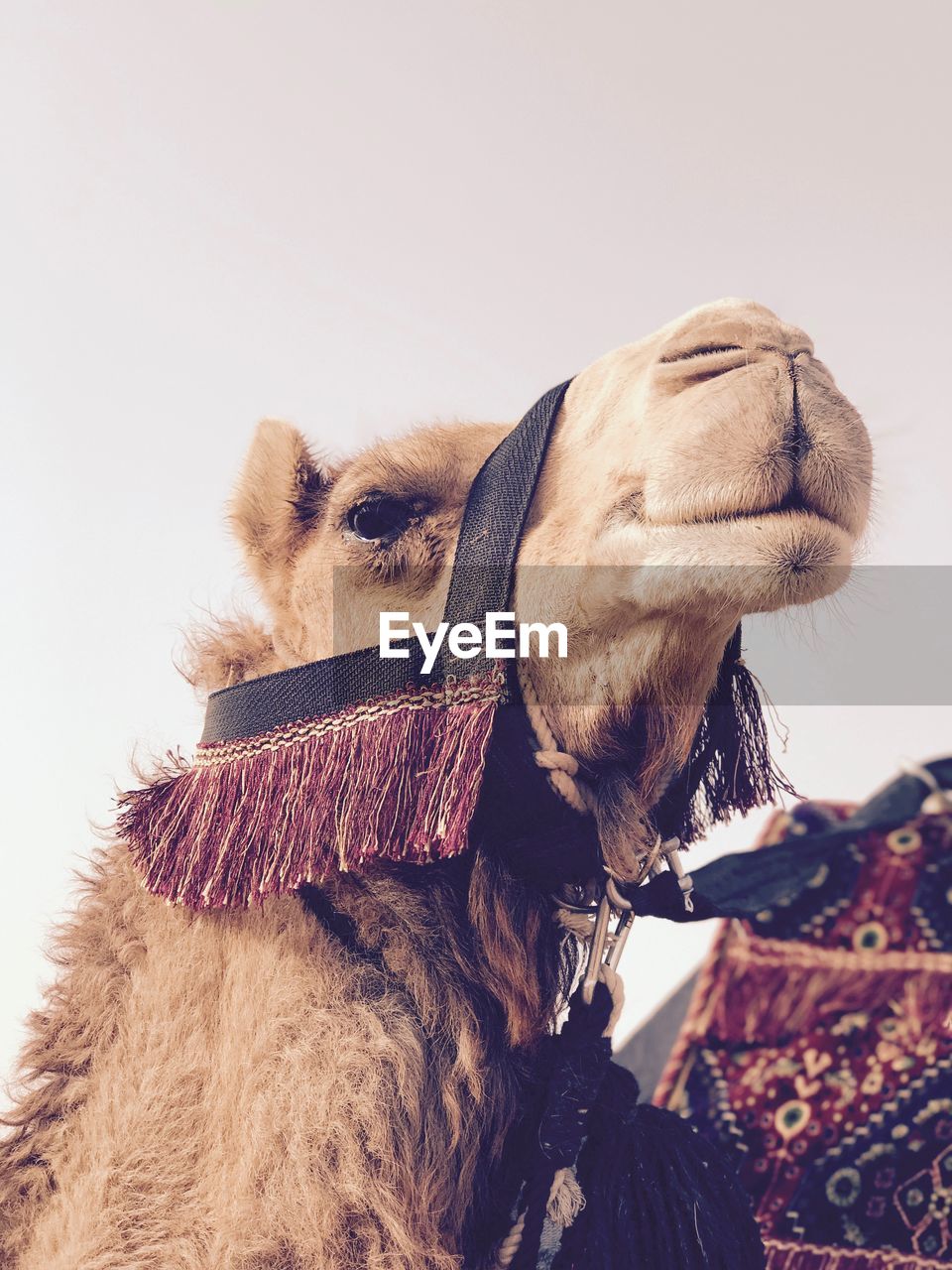 Close-up of camel against sky