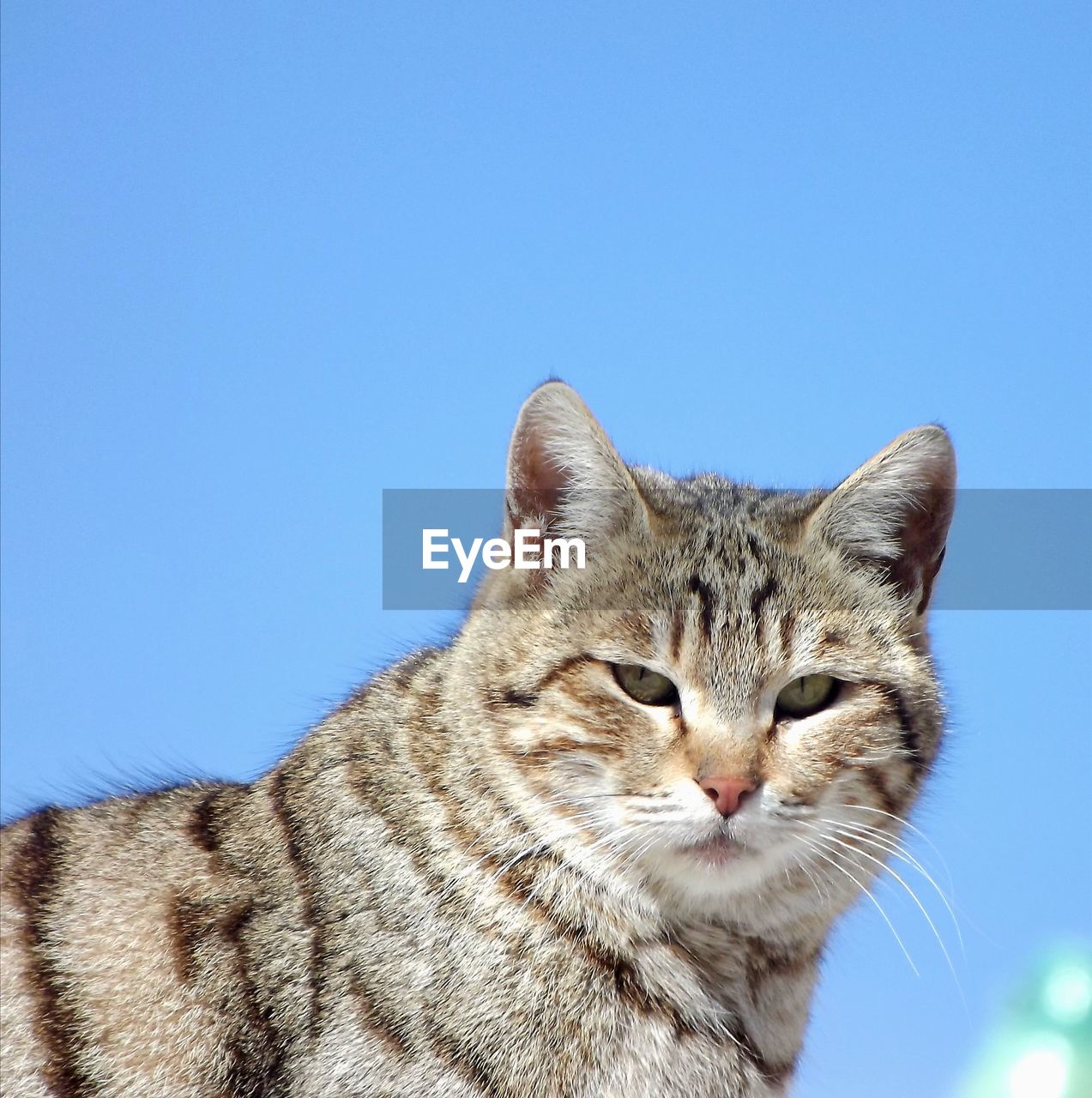 close-up of cat against clear sky