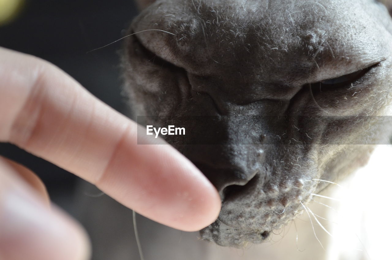 Close-up of cat