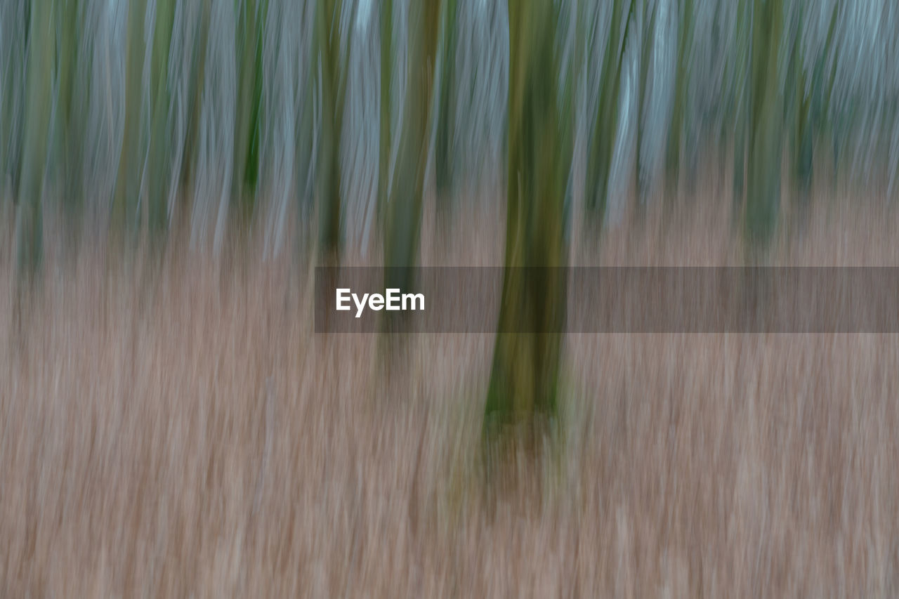 FULL FRAME SHOT OF PLANTS GROWING ON FIELD