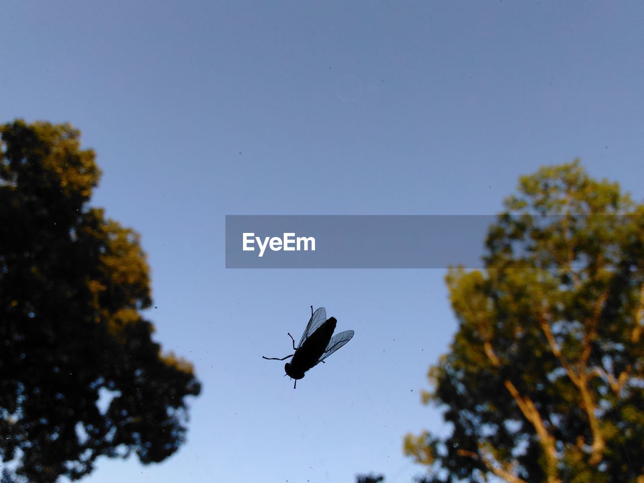 LOW ANGLE VIEW OF BIRD FLYING IN SKY