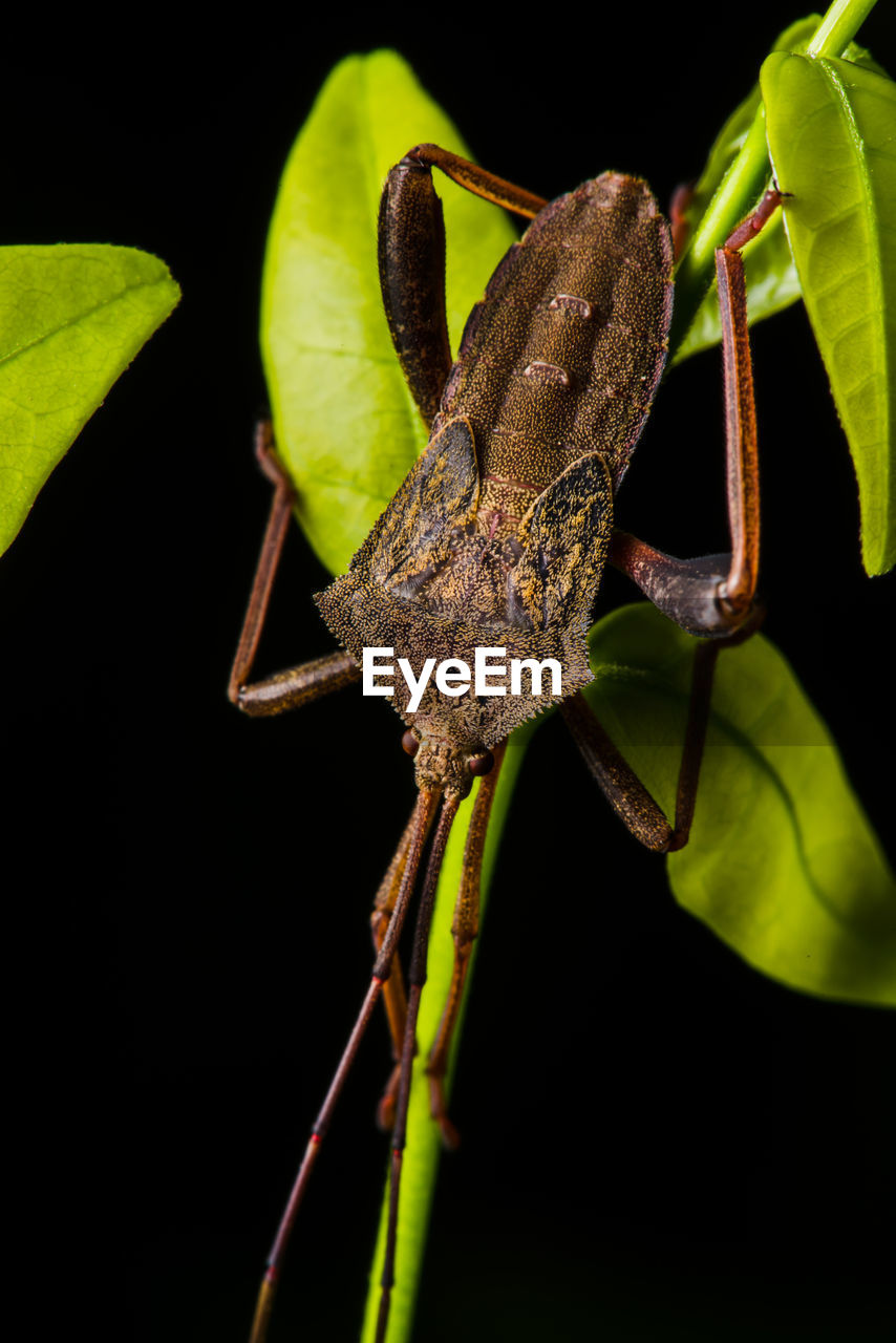CLOSE-UP OF INSECT