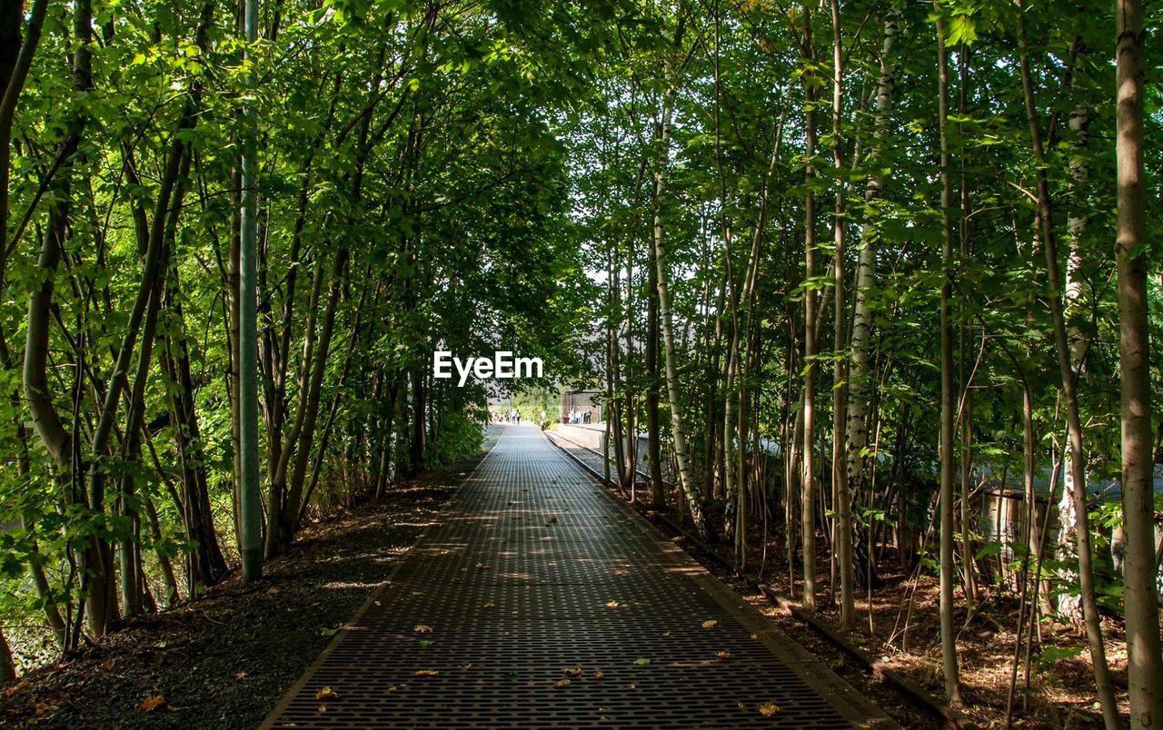 Walkway amidst trees in forest