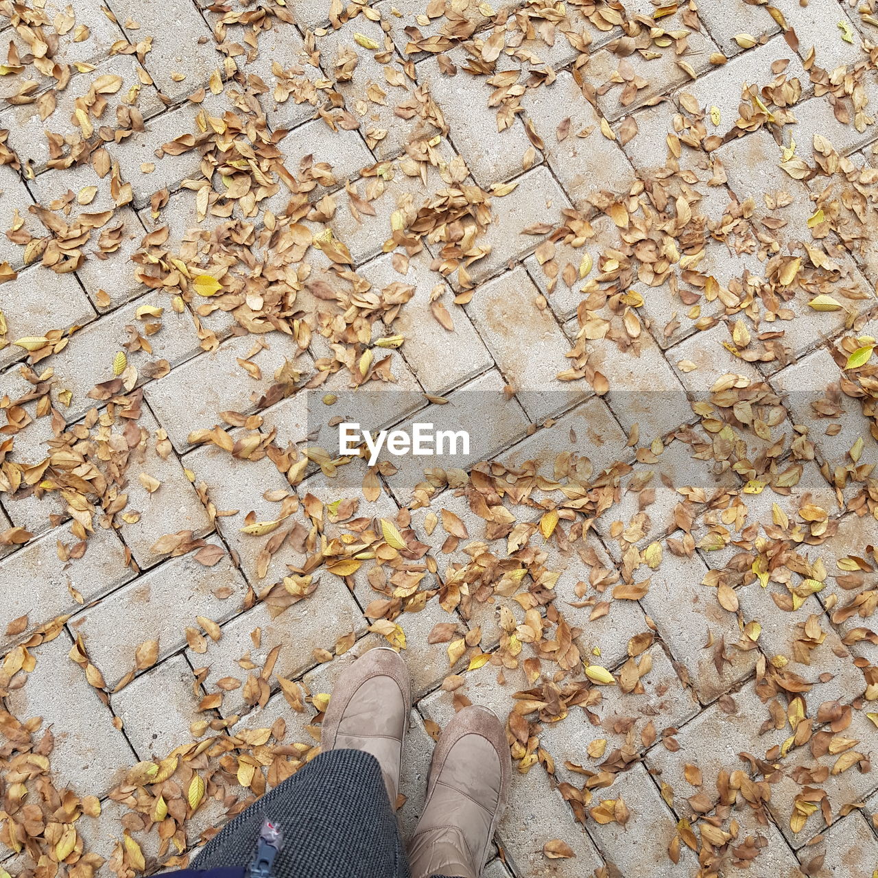 LOW SECTION OF WOMAN STANDING ON FOOTPATH AMIDST AUTUMN LEAVES