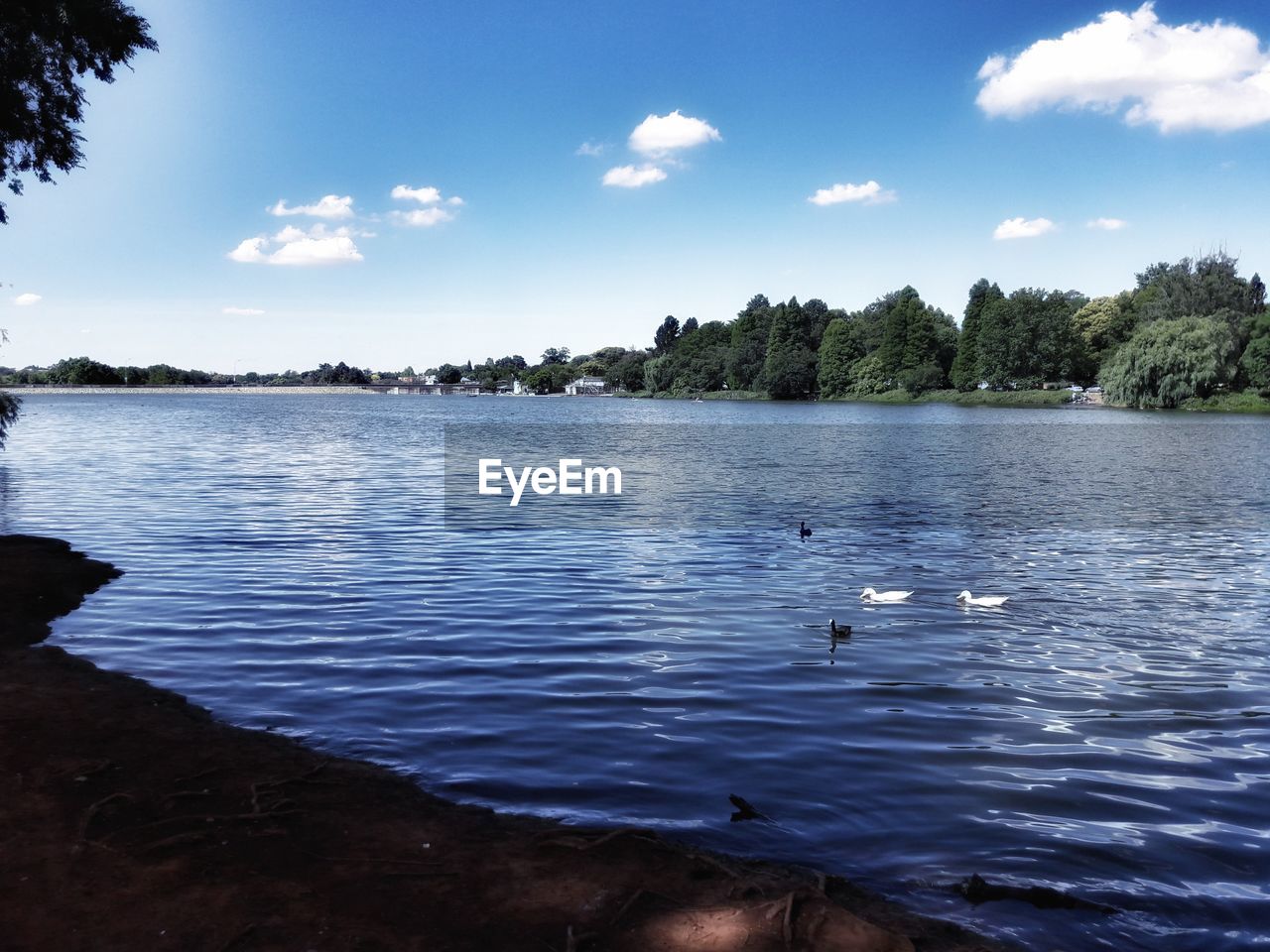 SWANS SWIMMING IN LAKE