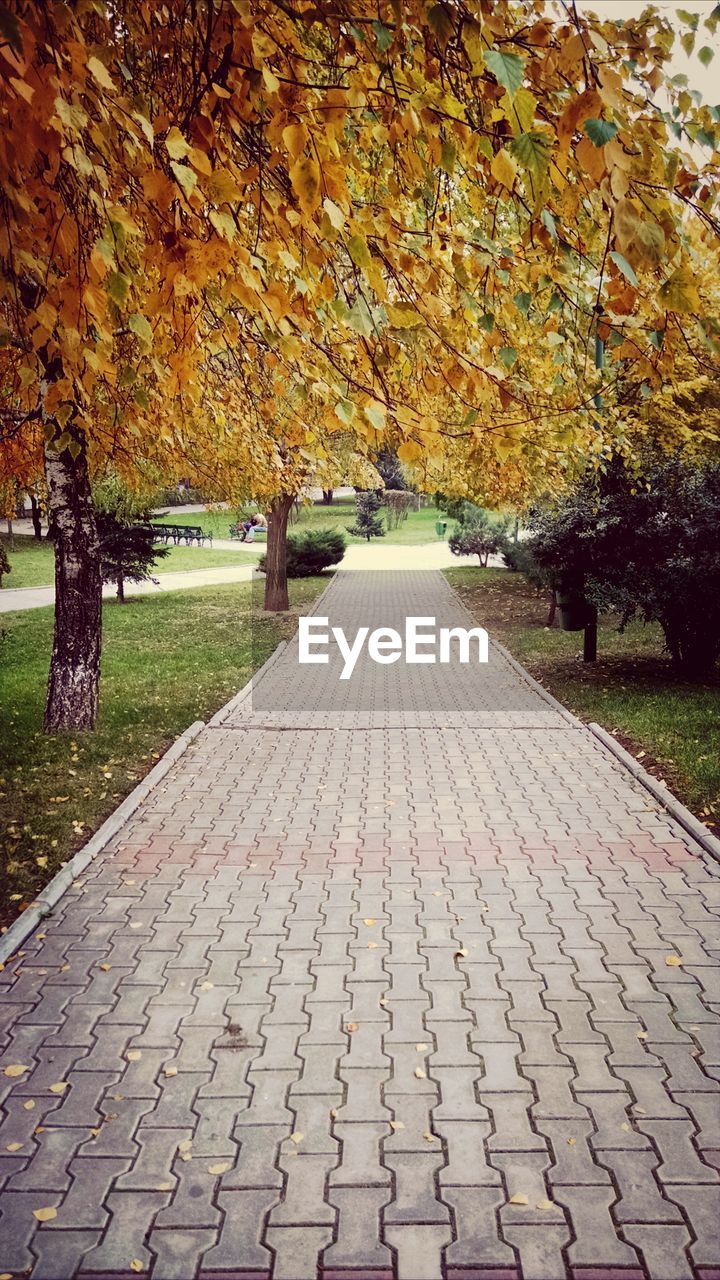 Footpath in park in autumn