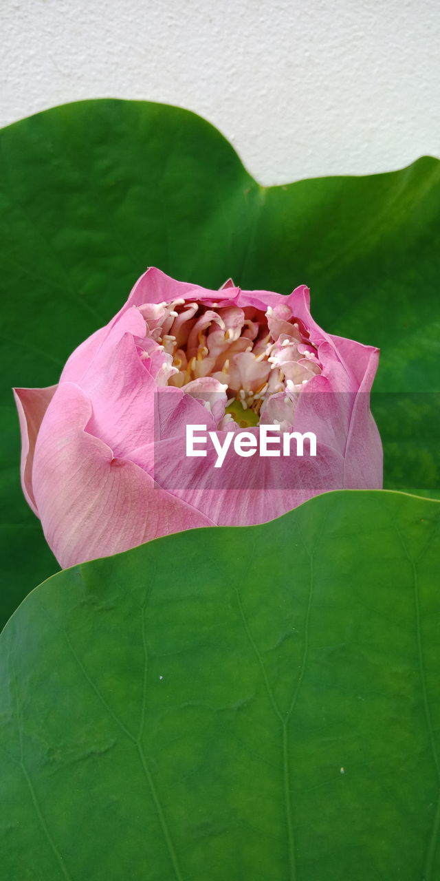 CLOSE-UP OF PINK LOTUS WATER LILY IN GARDEN