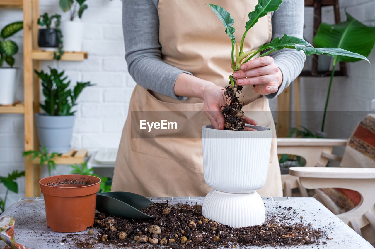 midsection of woman holding plant