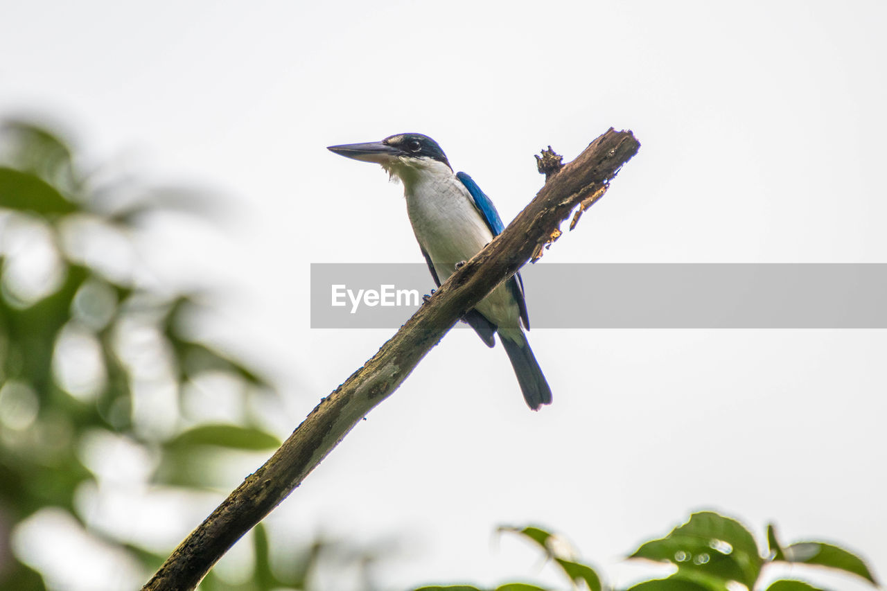 BIRD PERCHING ON A TREE