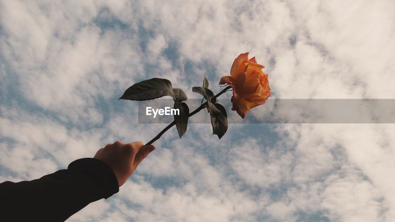 CLOSE-UP OF HAND HOLDING FLOWERS AGAINST CLOUDY SKY